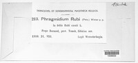 Phragmidium bulbosum image
